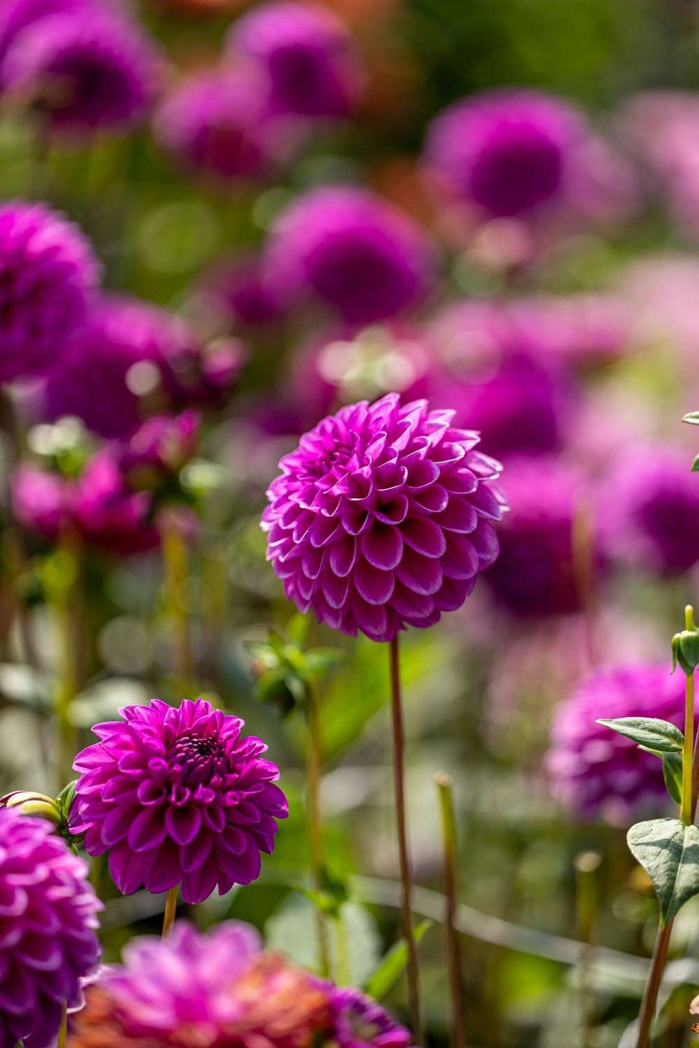 Dahlia 'Purple Fox'